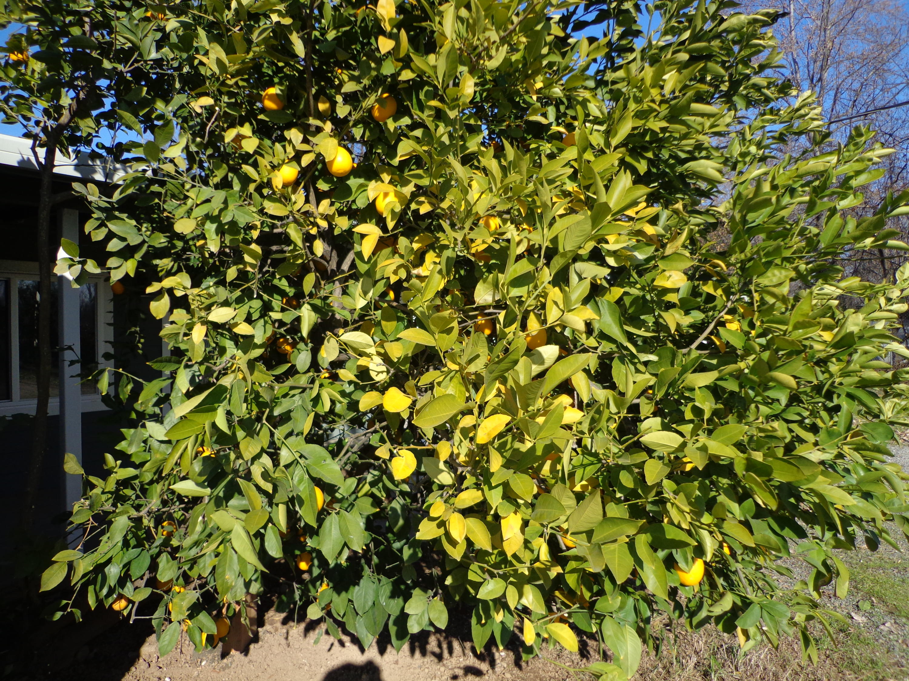 19916 Loop Street Anderson, CA 96007 - Photo 11 of 35 10 Lemon Tree