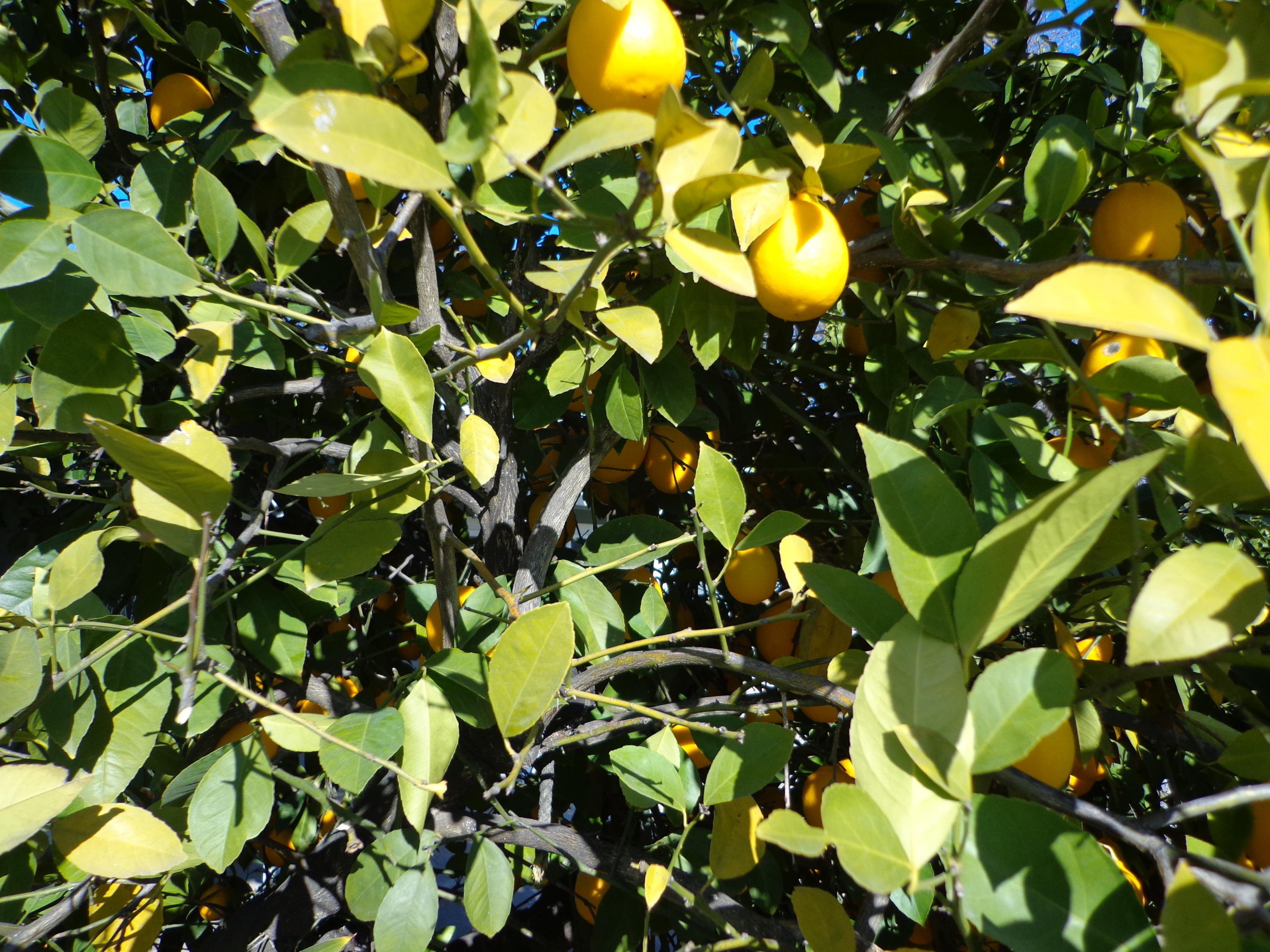 19916 Loop Street Anderson, CA 96007 - Photo 12 of 35 11 Lemons