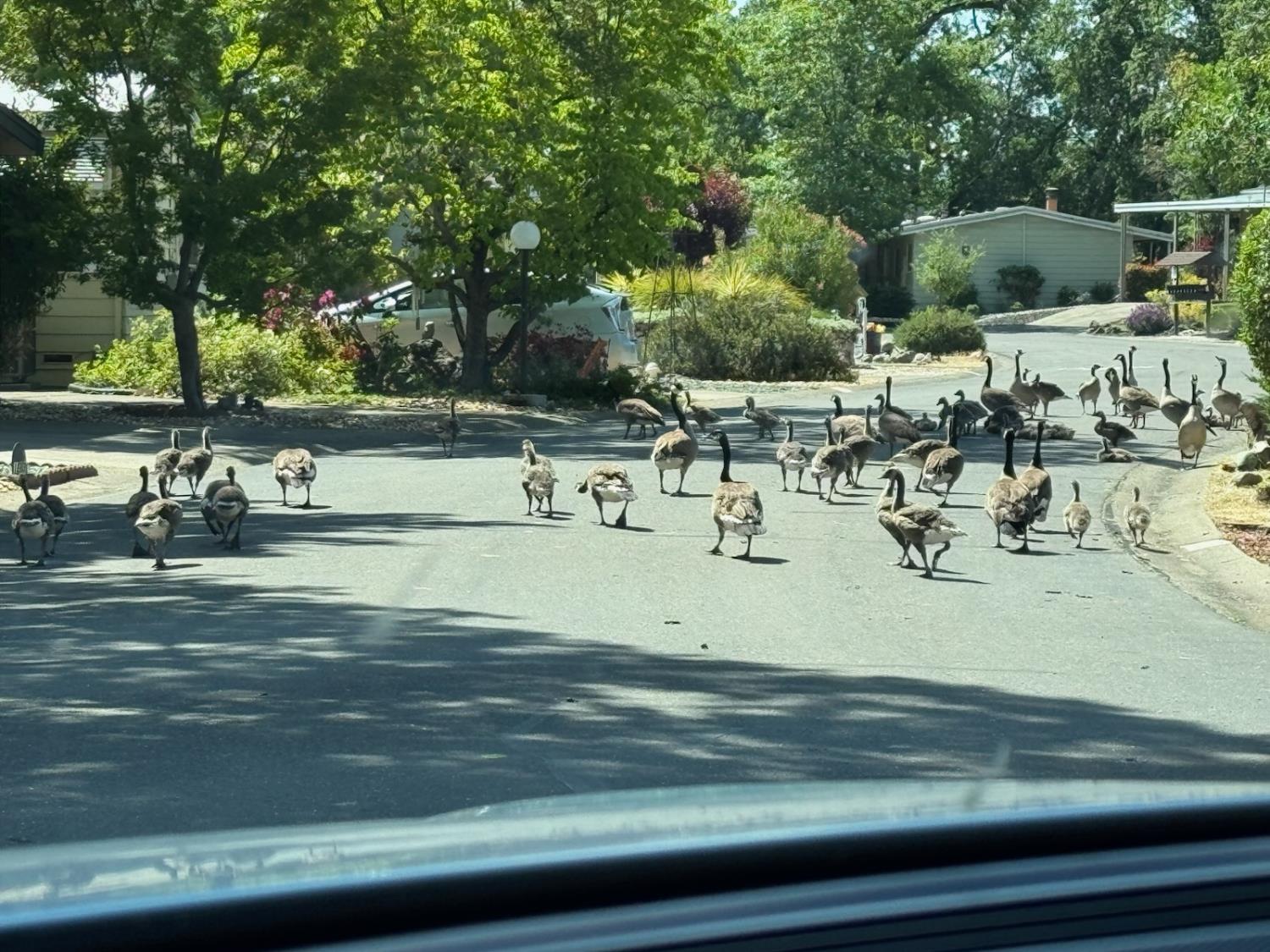a view of a park with plants and trees