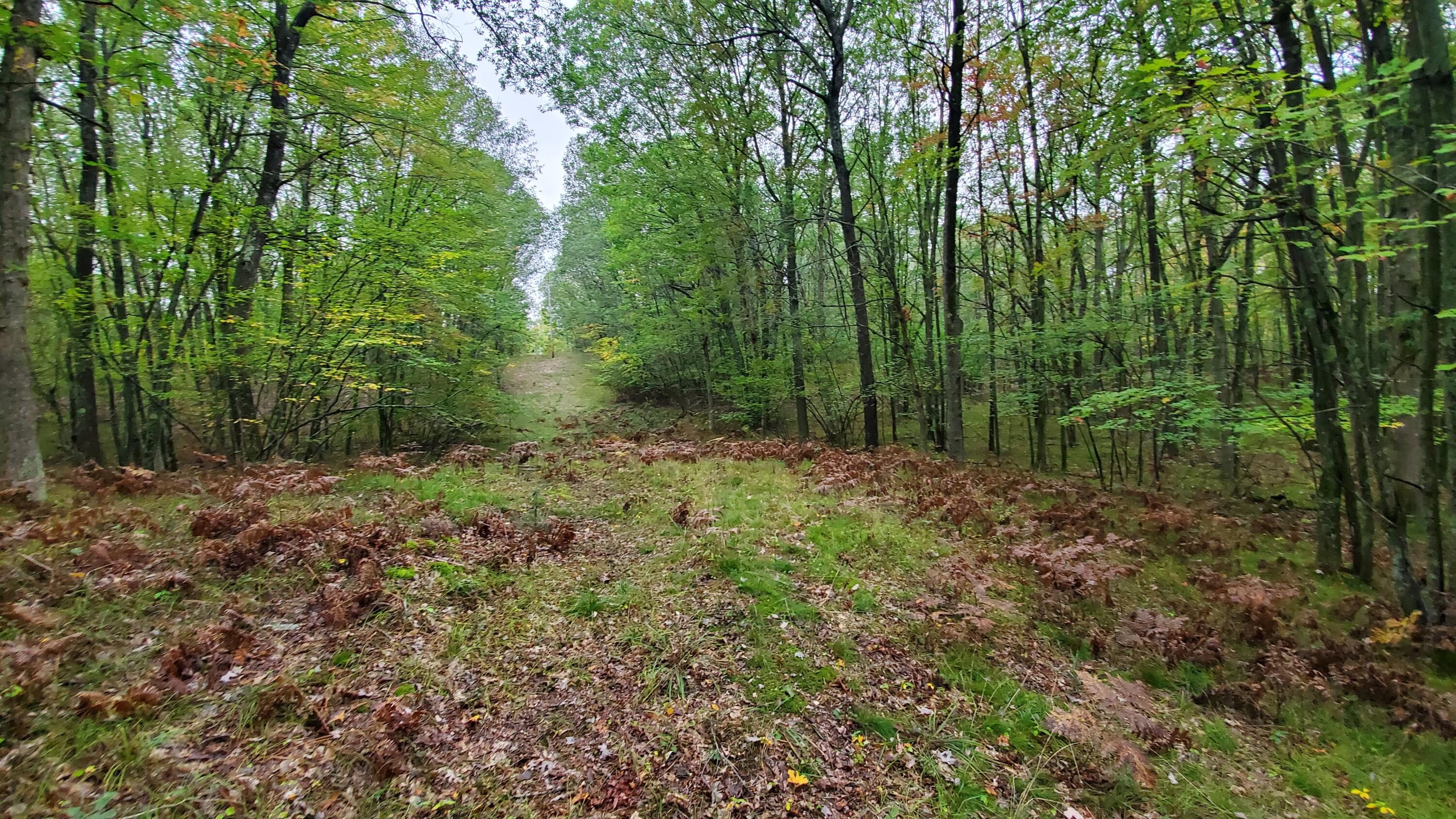 677 East 16 Mile Road Bitely, MI 49309 - Photo 8 of 8 20211004_134700