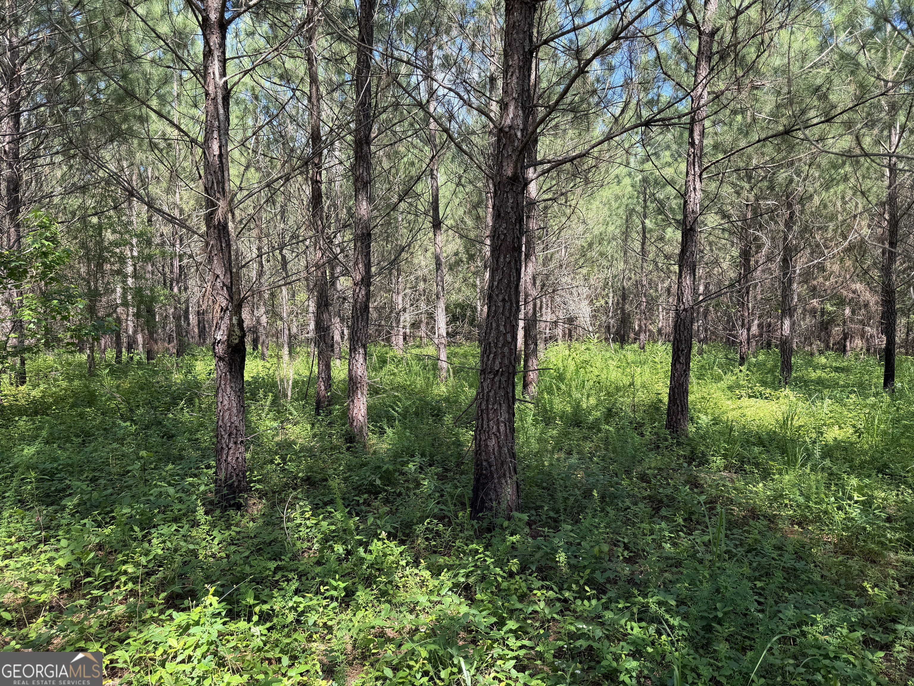 0 Bevis Road Franklin, GA 30217 - Photo 27 of 36