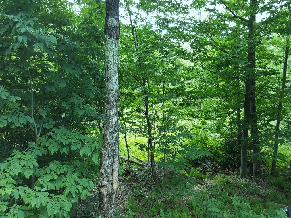305 Water Village Road Ossipee, NH 03864 - Photo 7 of 11