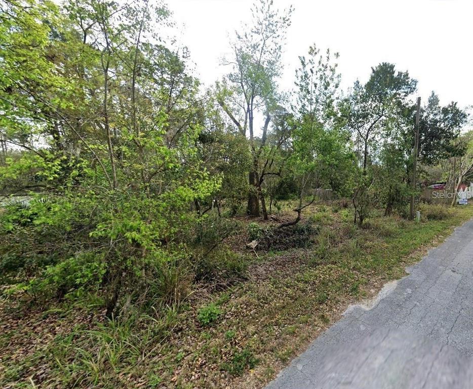 a view of a forest with trees in the background