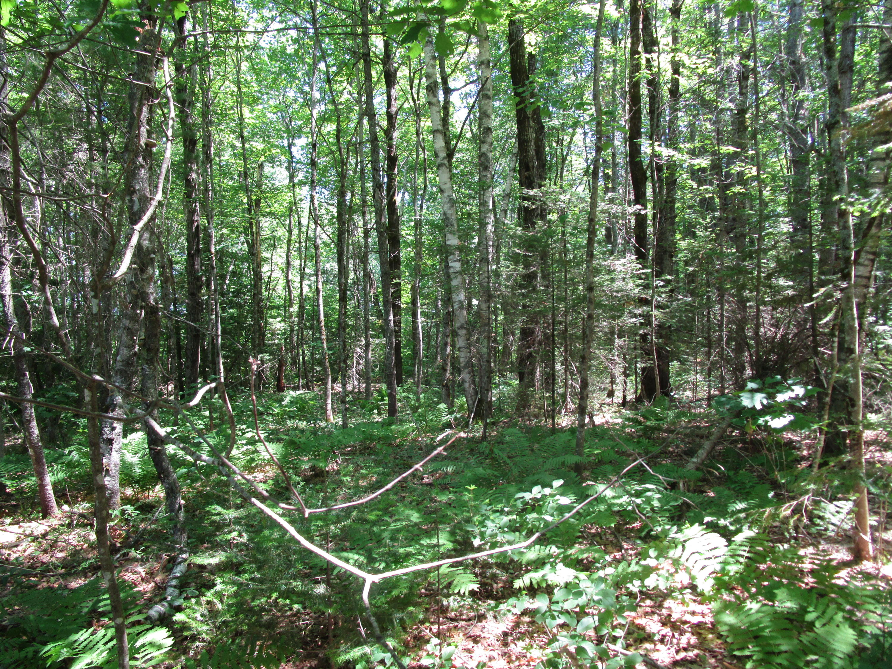 0 Edinburg Road Howland, ME 04448 - Photo 8 of 8 IMG_0836