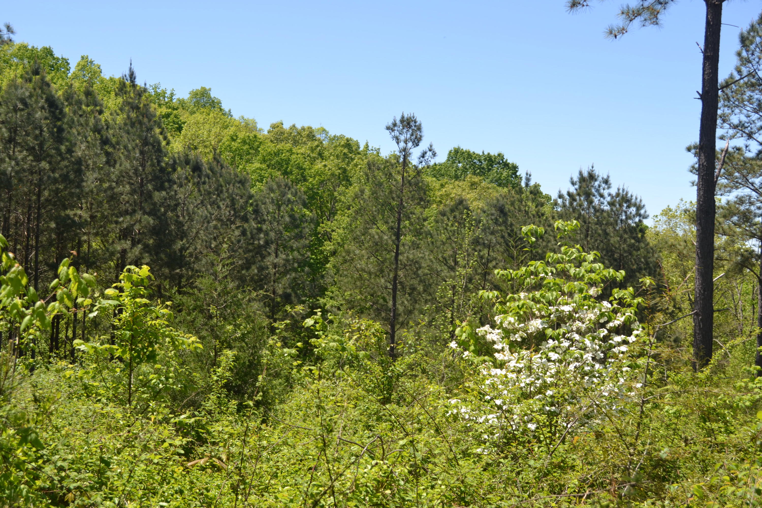 Ten Mile Tn 37880 Road Decatur, TN 37322 - Photo 4 of 6 21