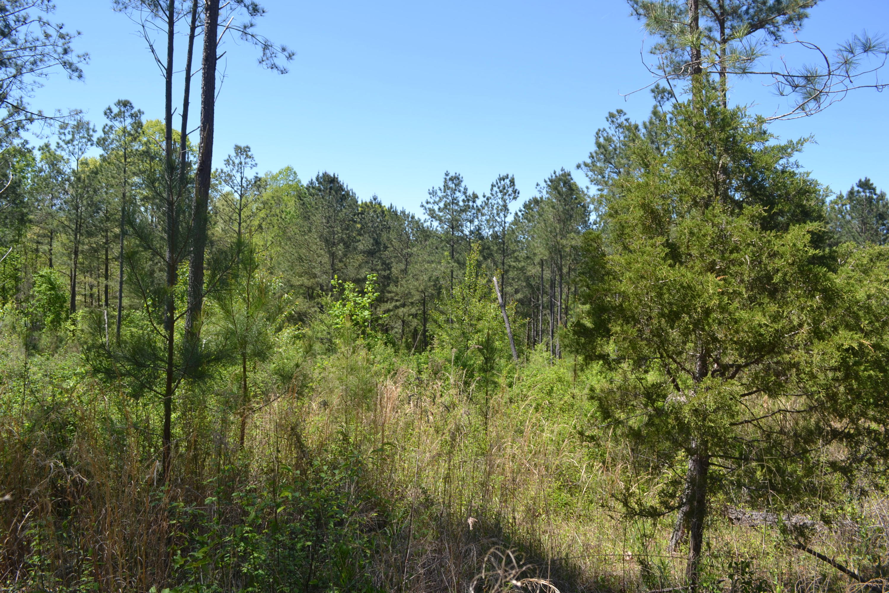 Ten Mile Tn 37880 Road Decatur, TN 37322 - Photo 6 of 6 5