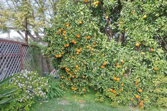 $18,000 | 638 Margarita Avenue, Coronado, CA 92118