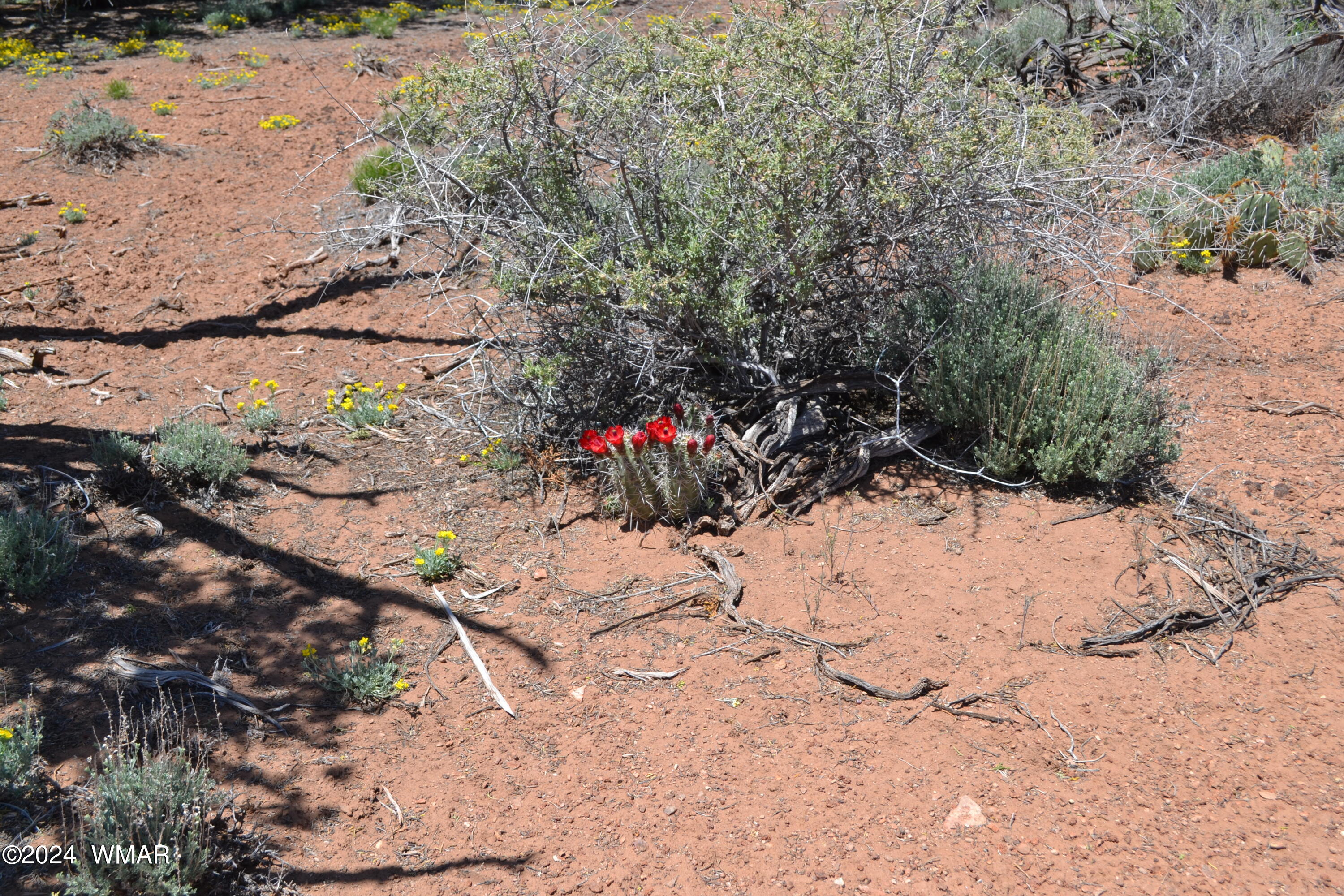 3733 Del Contento Snowflake, AZ 85937 - Photo 44 of 72 DSC_0160