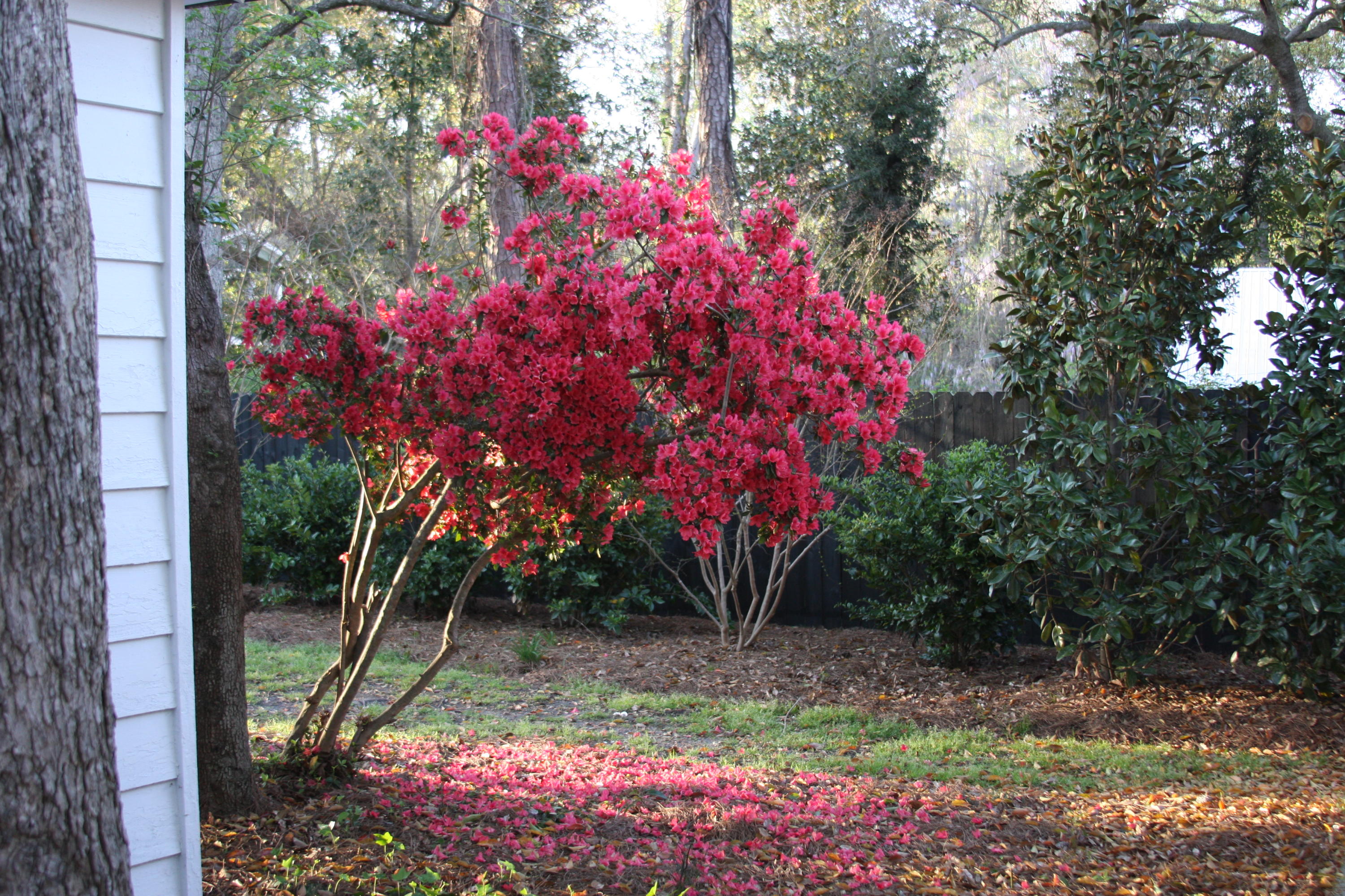 205 Golf Road Summerville, SC 29483 - Photo 80 of 100 IMG_1169