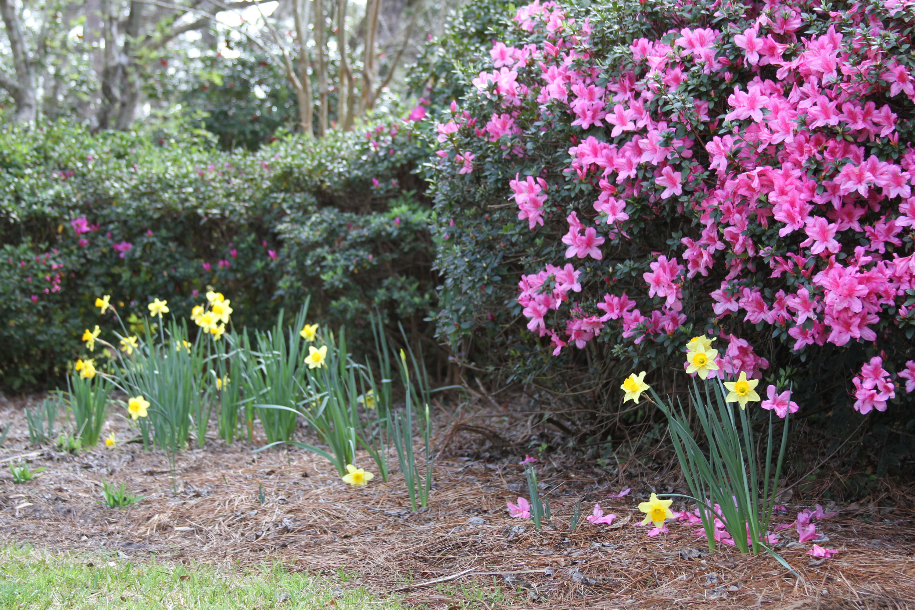 205 Golf Road Summerville, SC 29483 - Photo 89 of 100 IMG_1683