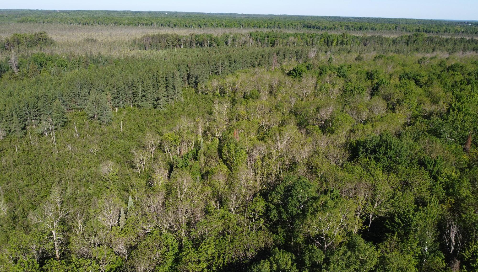 N7295 East Dover Road Phillips, WI 54555 - Photo 2 of 35 Gallery Image 2