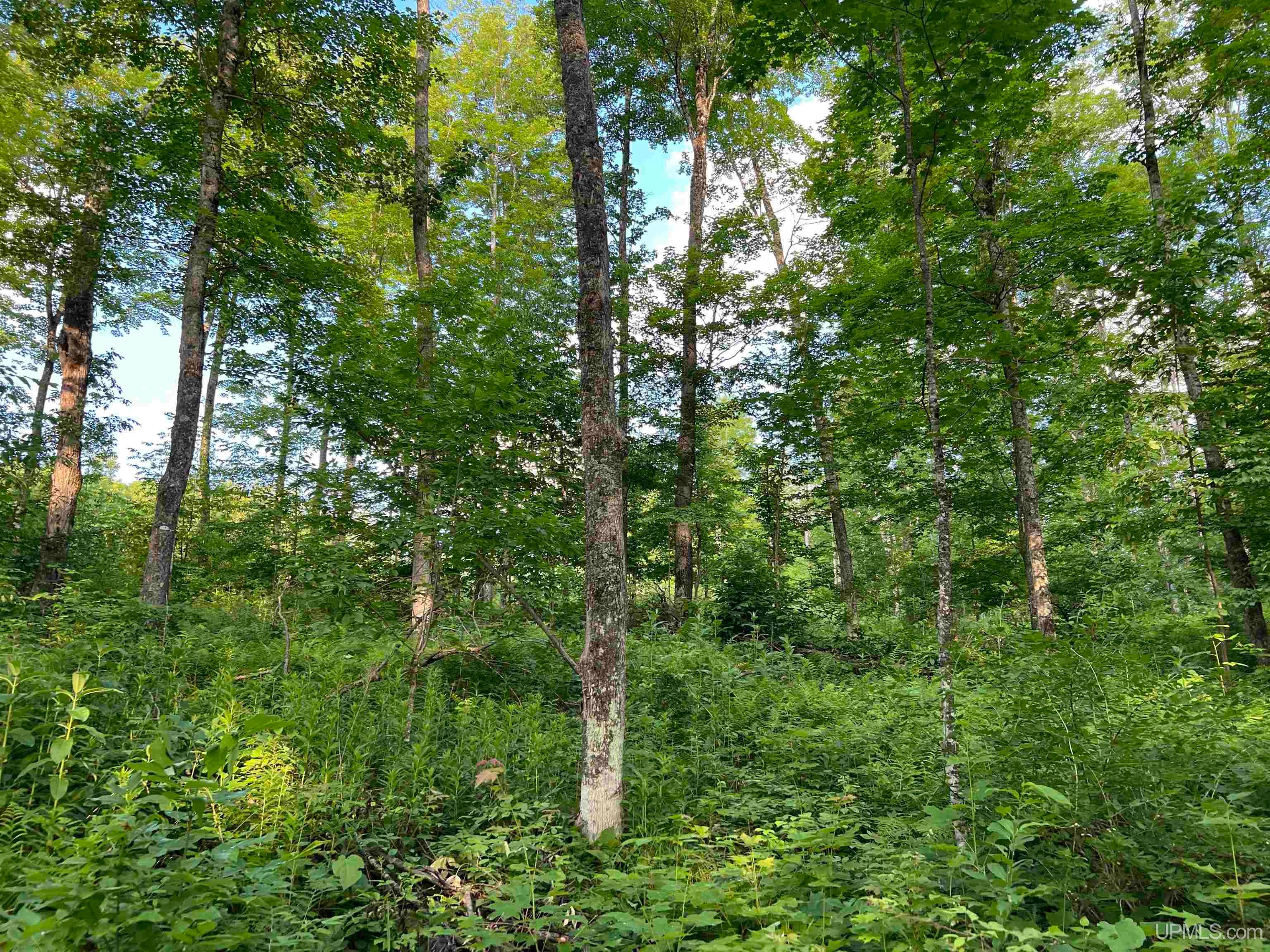 Tbd Kuivila Road Ironwood, MI 49938 - Photo 33 of 57 Gallery Image 33