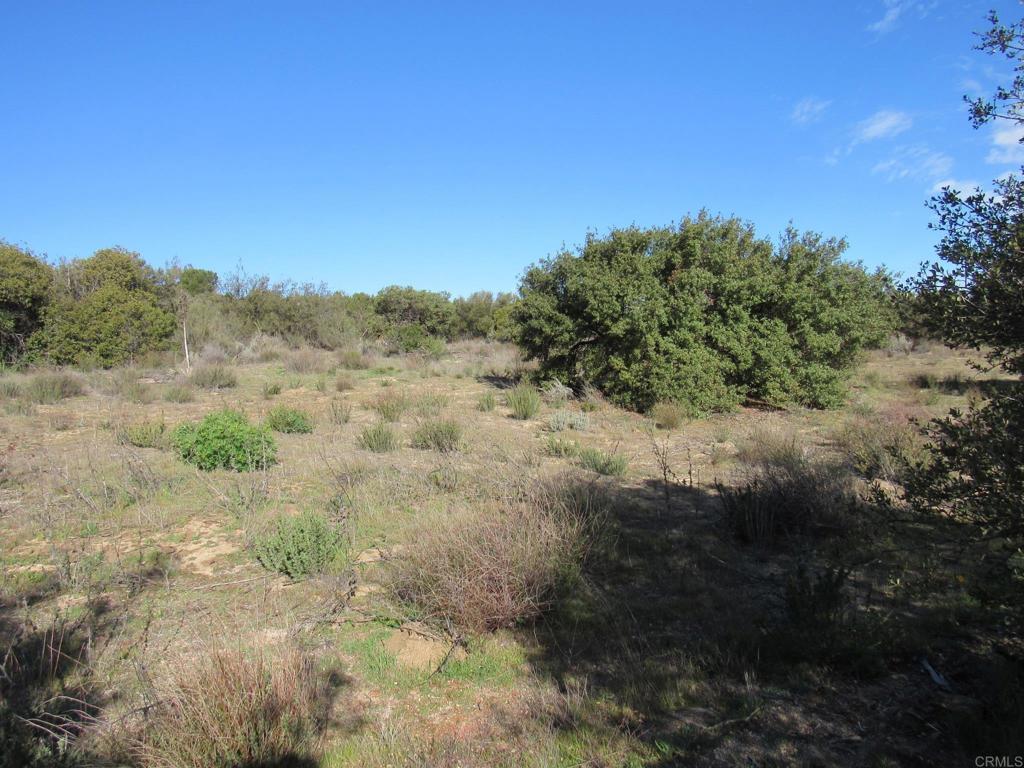 4-38 Buckman Springs Road Campo, CA 91906 - Photo 5 of 11 a view of a yard with a tree