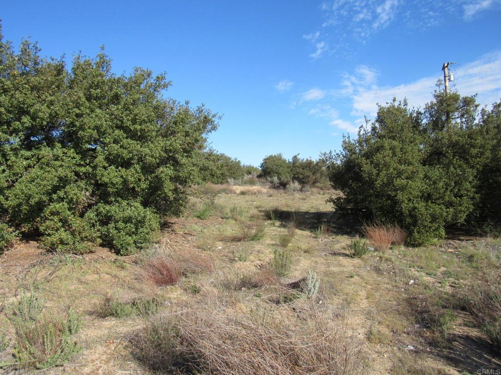 4-38 Buckman Springs Road Campo, CA 91906 - Photo 8 of 11 a view of a yard with trees in the background