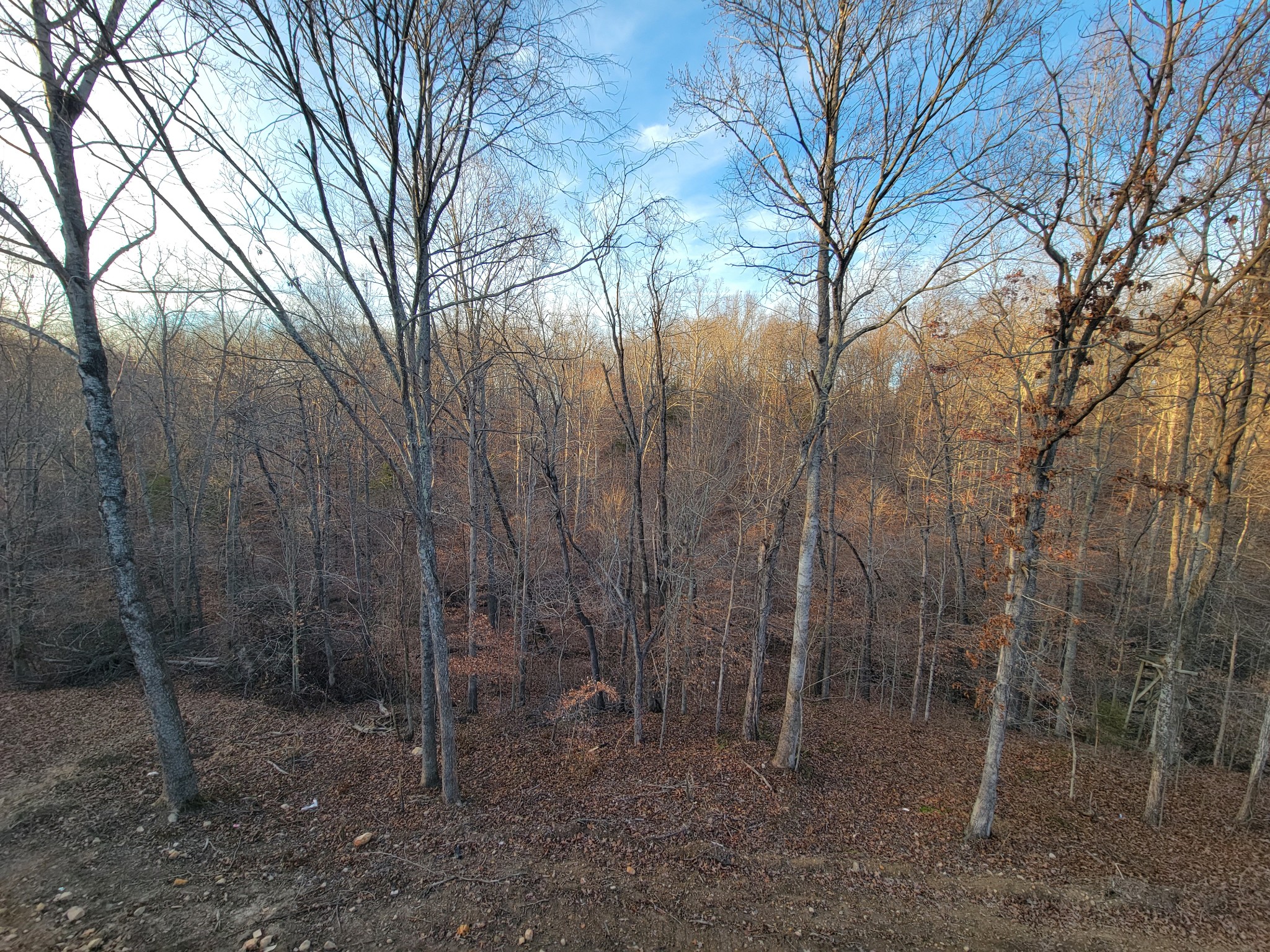 2285 Mockingbird Hill Road Palmyra, TN 37142 - Photo 19 of 19 a view of a forest filled with trees