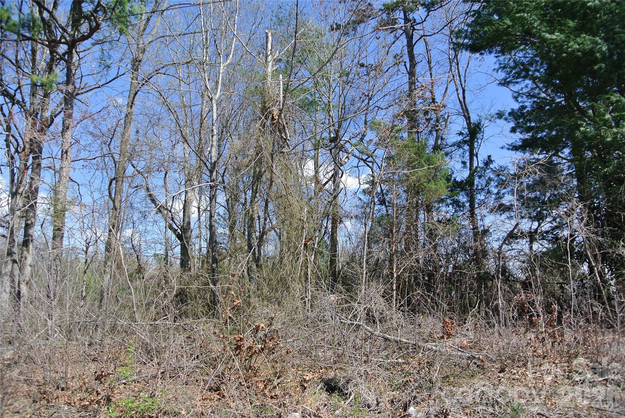 0 Hudlow Road Forest City, NC 28043 - Photo 4 of 13 a view of a forest with lots of trees