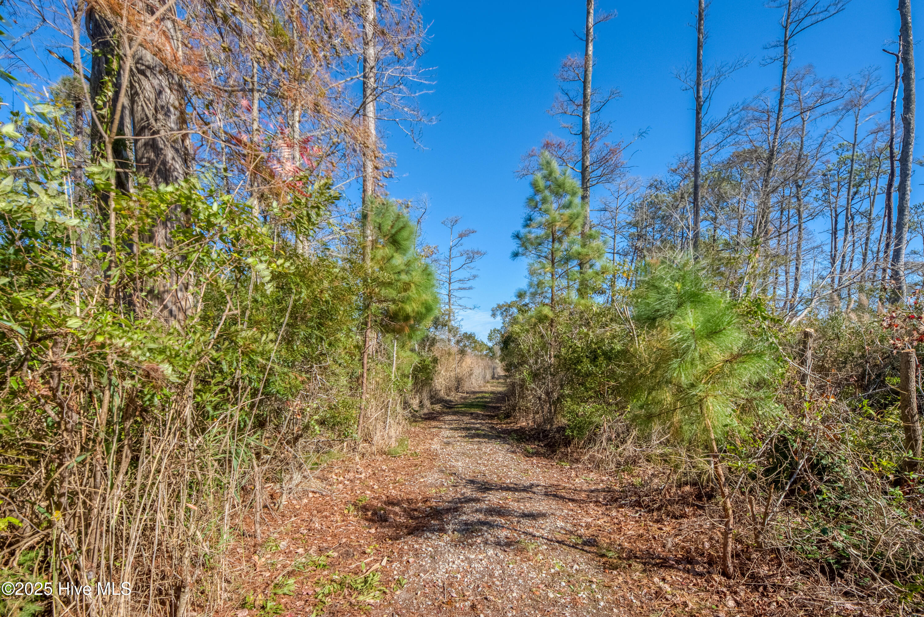 142 Major Island Road Maple, NC 27956 - Photo 7 of 35 Beautiful pathway to sound