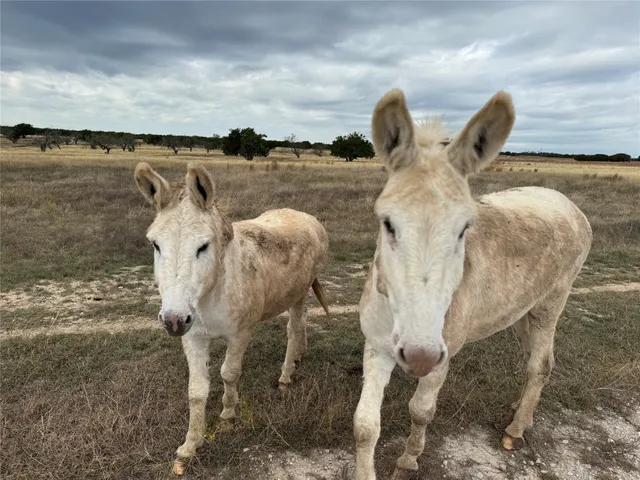 $3,000,000 | 204 County Road 204, Lampasas, TX 76550
