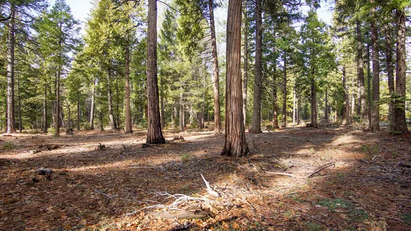 a view of a tree with a yard