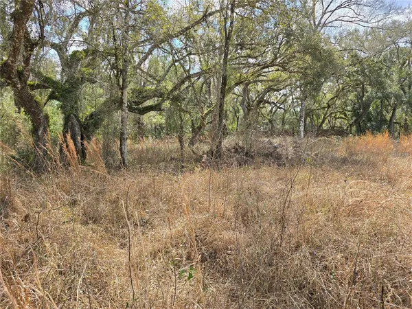 a view of forest