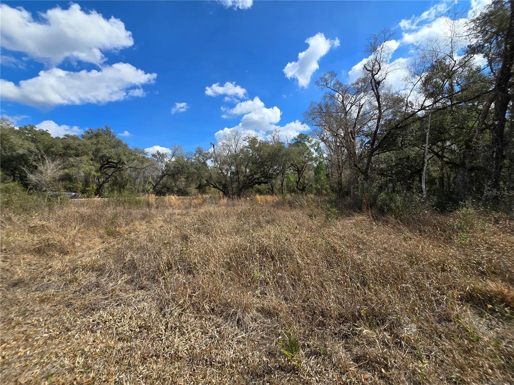 6436 Y Street Webster, FL 33597 - Photo 11 of 14 a view of a forest with a tree