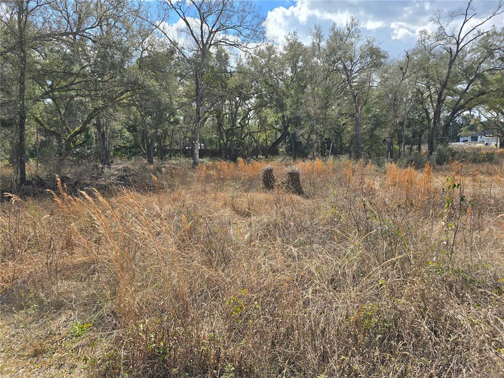 6436 Y Street Webster, FL 33597 - Photo 6 of 14 a view of a forest with trees in front of it
