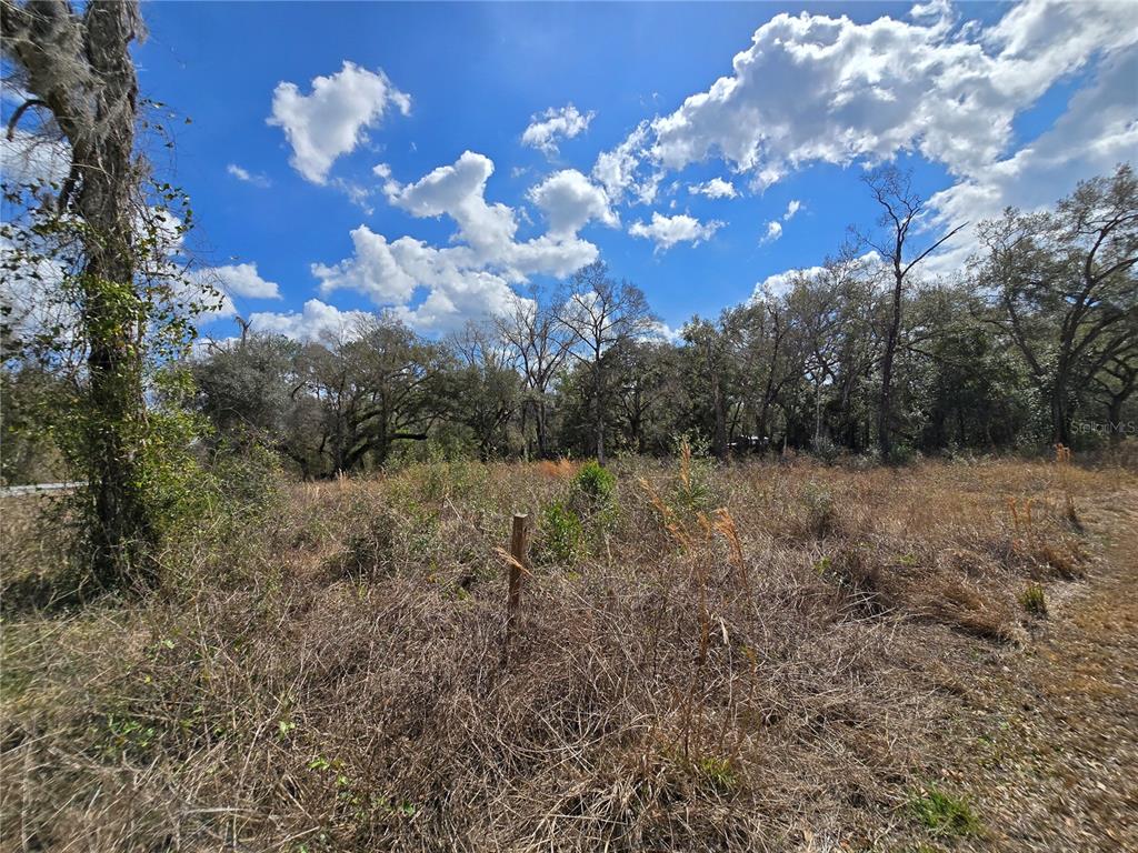 6436 Y Street Webster, FL 33597 - Photo 8 of 14 a view of a forest with lots of trees