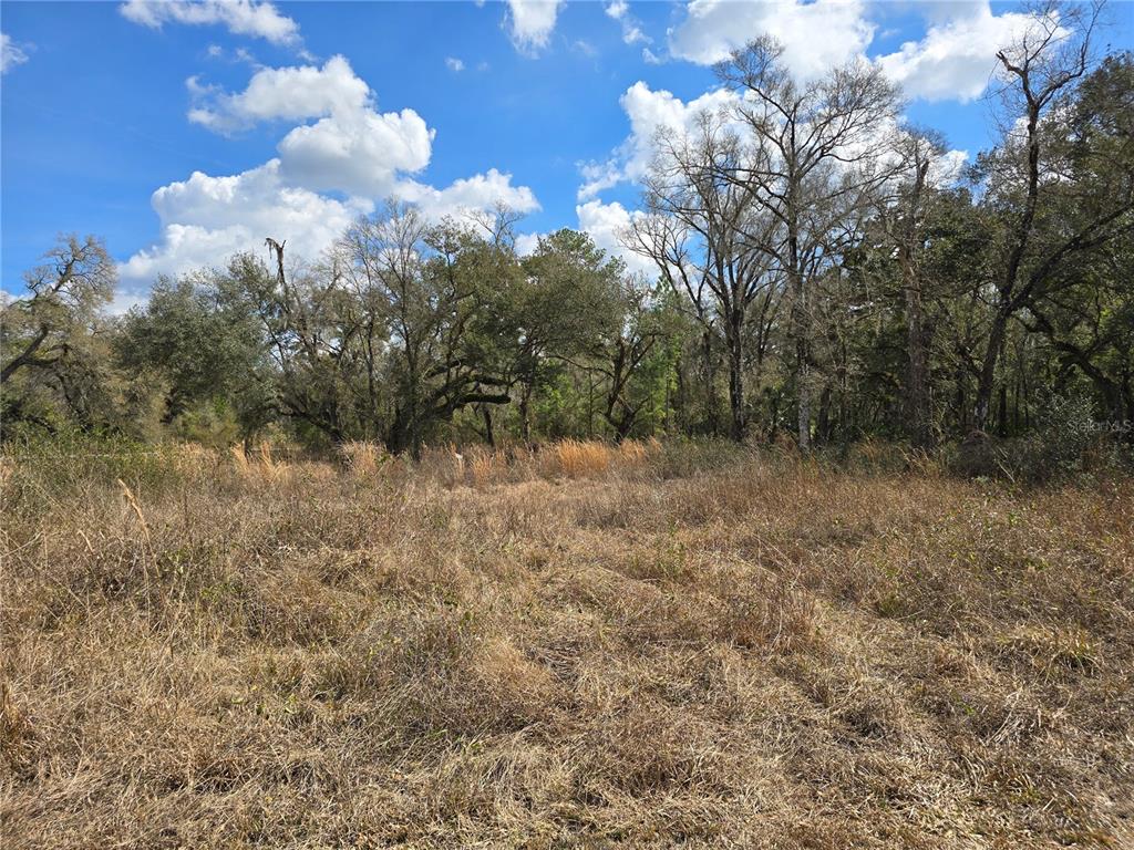 6436 Y Street Webster, FL 33597 - Photo 9 of 14 a view of a forest with trees in the background