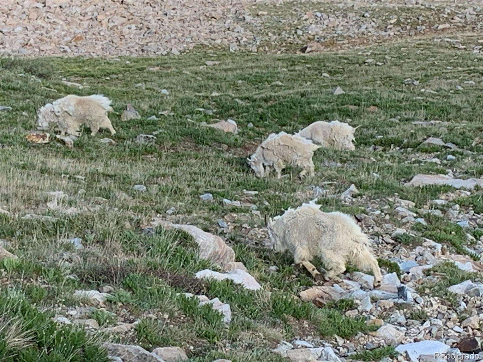 Michigan Hill Road Jefferson, CO 80456 - Photo 13 of 18