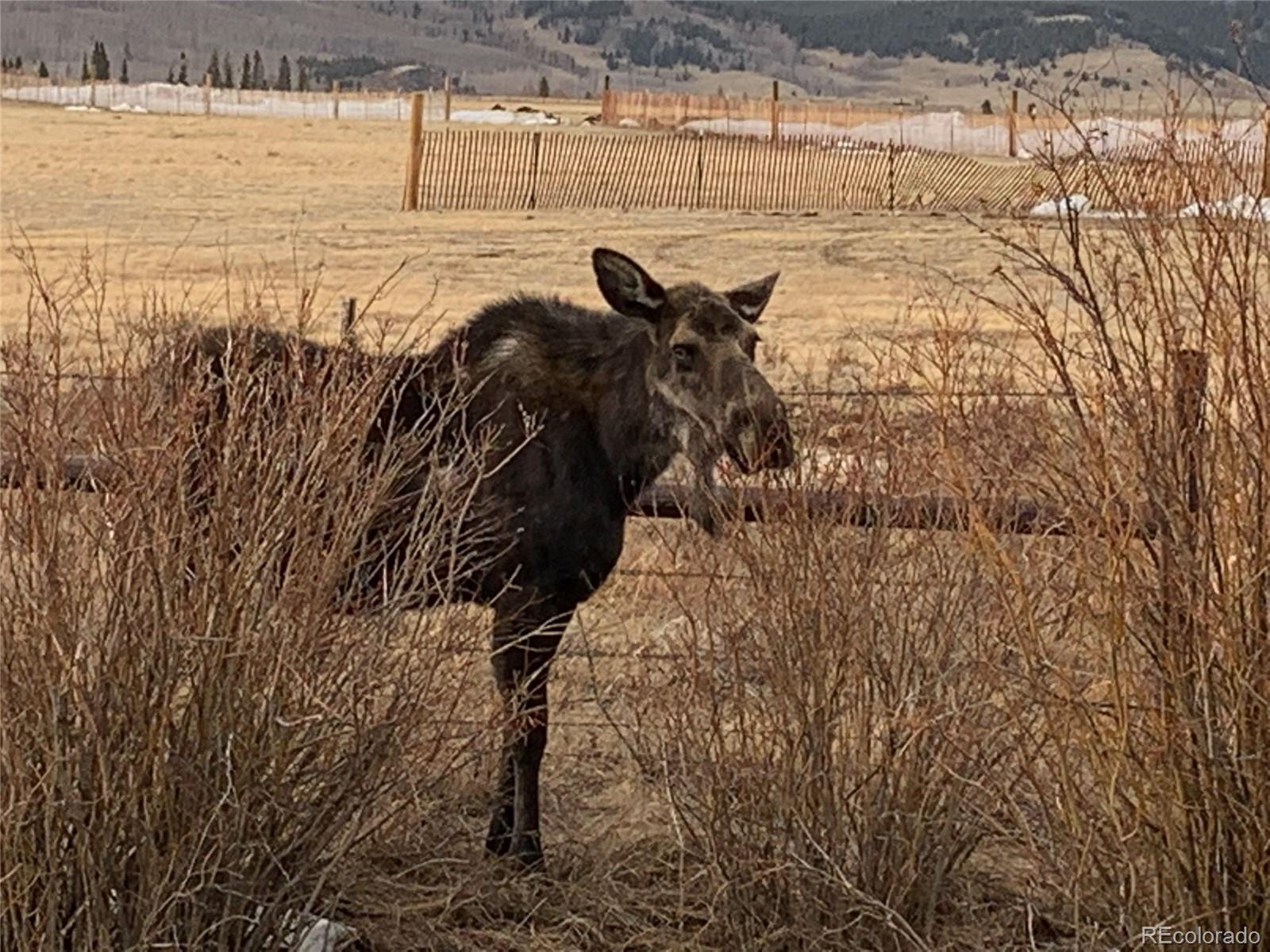 Michigan Hill Road Jefferson, CO 80456 - Photo 2 of 18