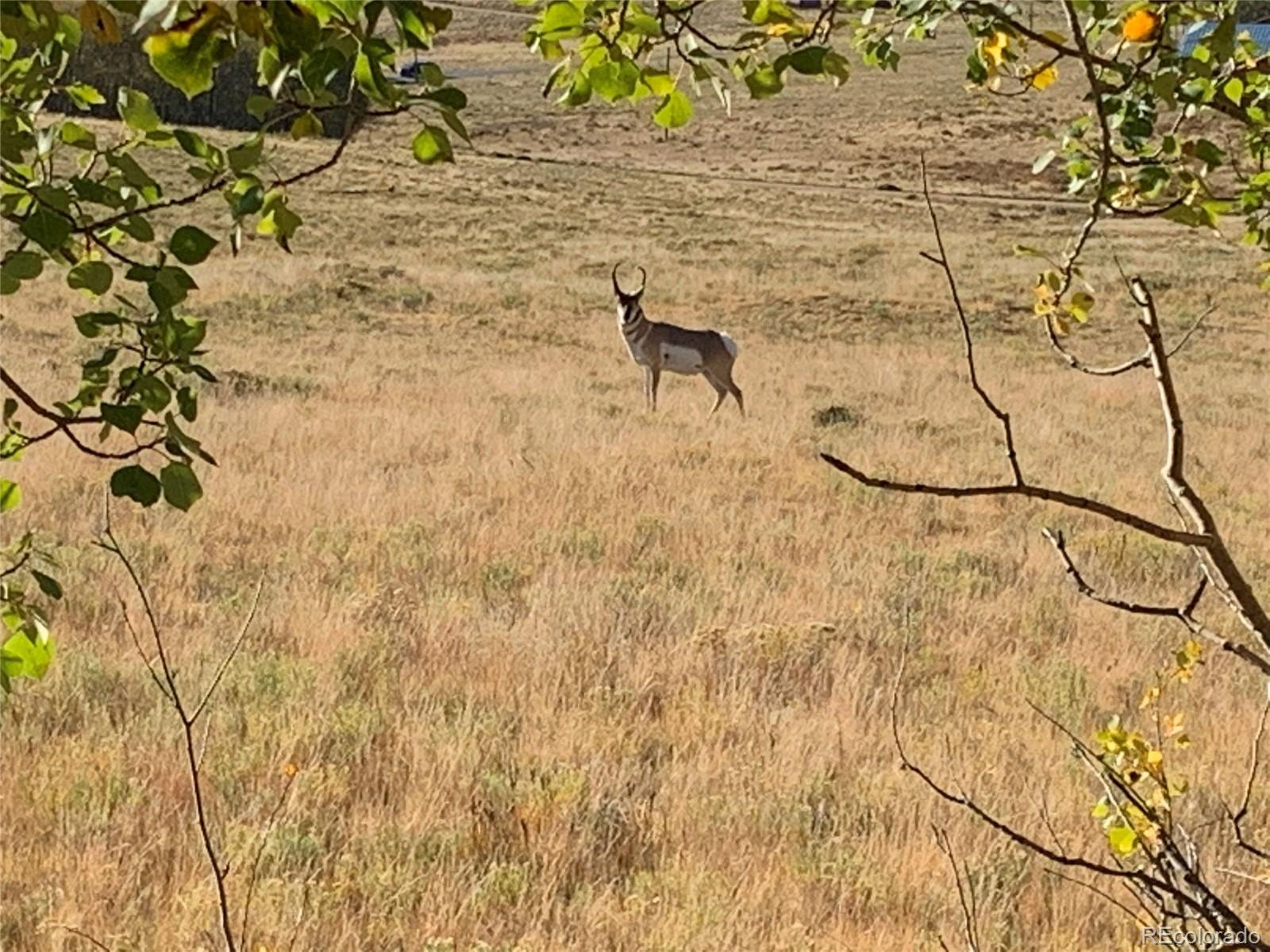 Michigan Hill Road Jefferson, CO 80456 - Photo 8 of 18