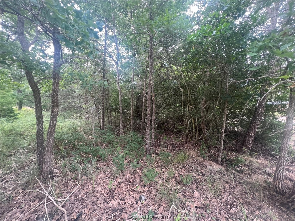 a view of a forest that has large trees