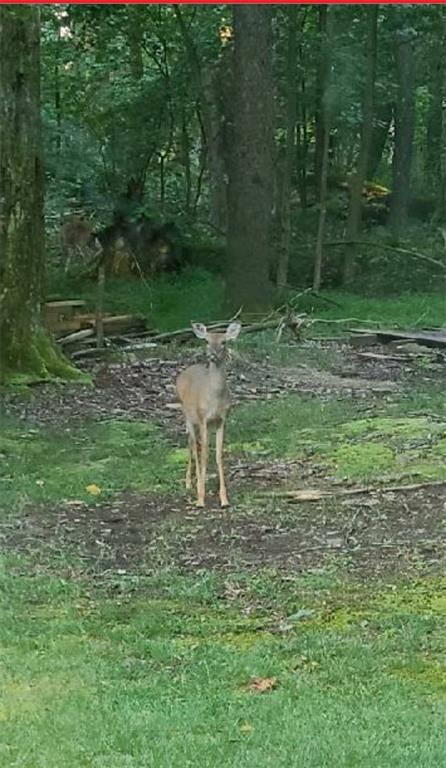 328 Wilkins Road Rector, PA 15677 - Photo 19 of 19 a house view with a garden space