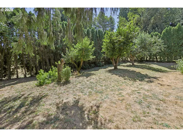 a view of a forest with trees in front of it