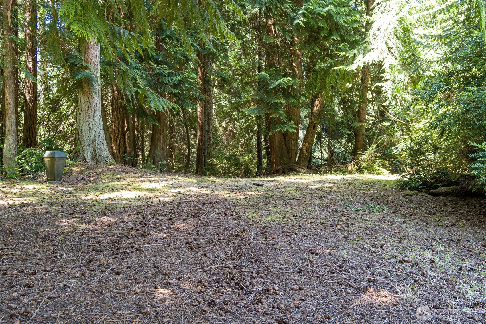 a view of large yard with large trees