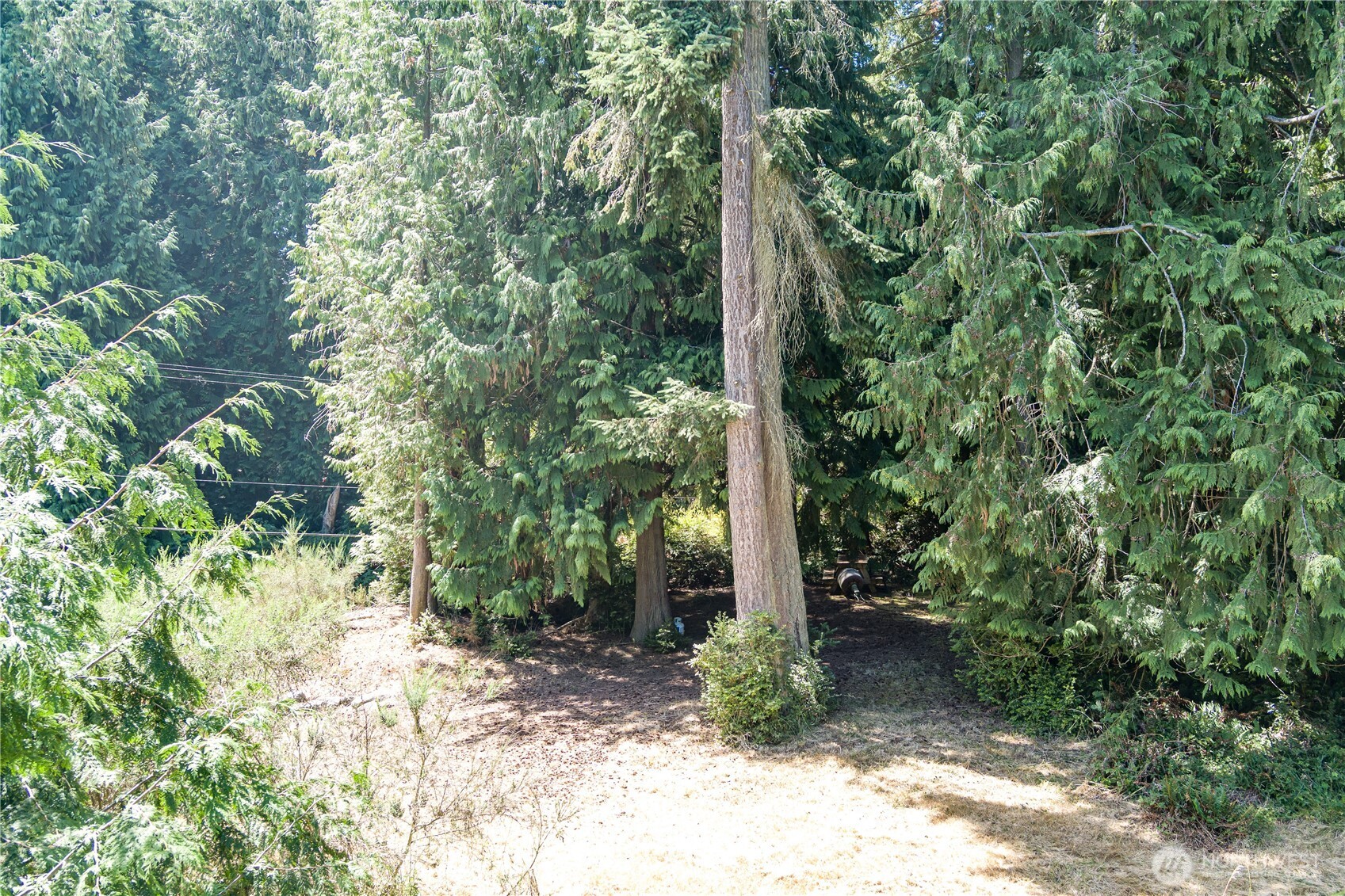 -xxx Sandy Point Road Langley, WA 98260 - Photo 16 of 17 a view of a tree in front of a yard