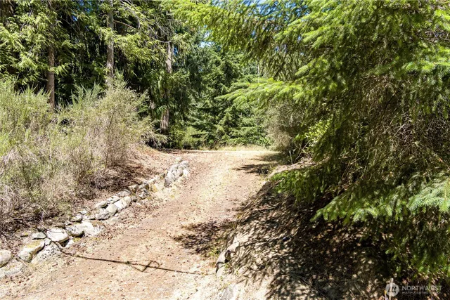 a view of a yard with plants and tree