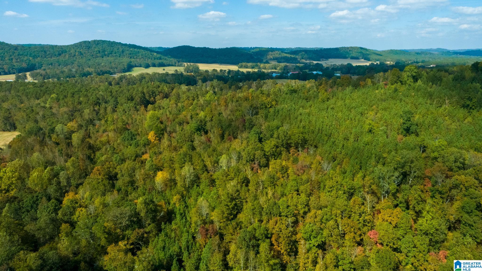 Hale Creek Road Oneonta, AL 35121 - Photo 14 of 17