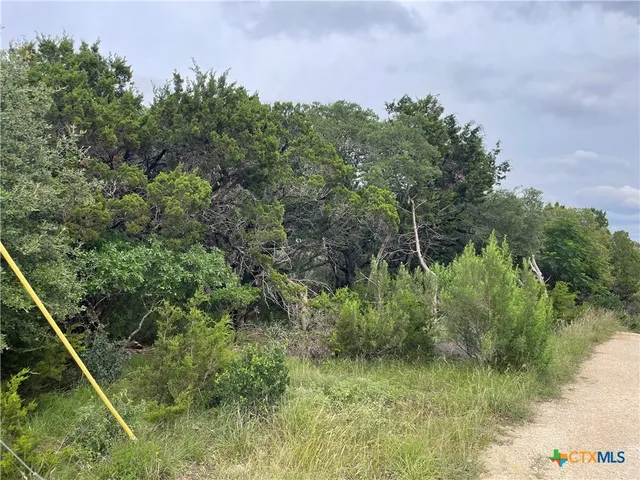 a view of a lush green forest