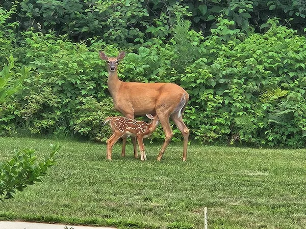 $285,000 | 232 Scenic Estates Drive, Bigfork, MN 56628