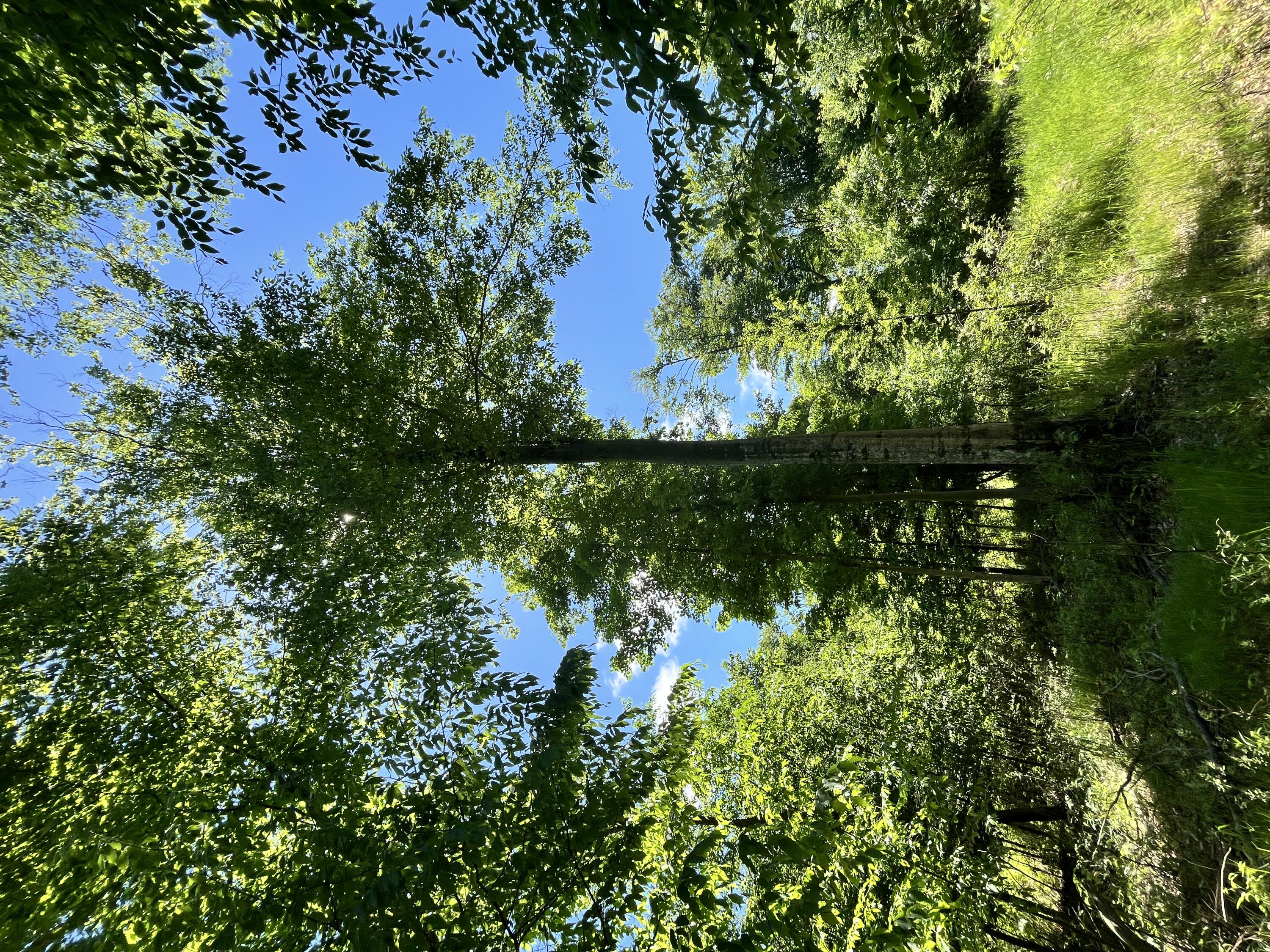 3685 Cypress Road Blanchard, MI 49310 - Photo 25 of 32 Trees 4