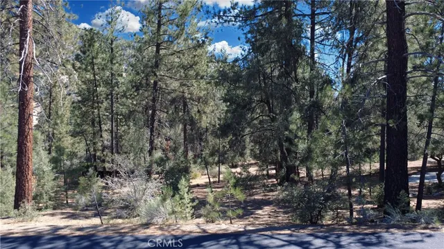 a view of a tree in a yard