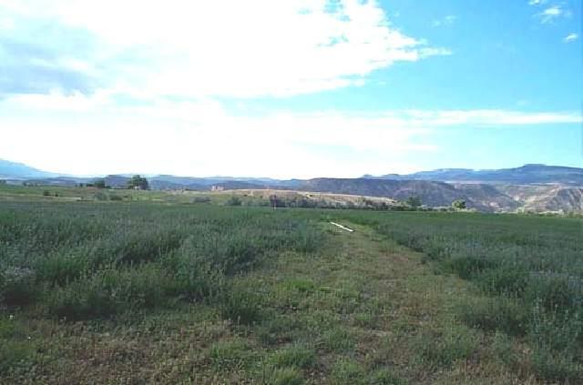 Tbd Tbd 293rd Road, Unit LOT #6 Rifle, CO 81650 - Photo 1 of 2 a view of a lush green space with sea