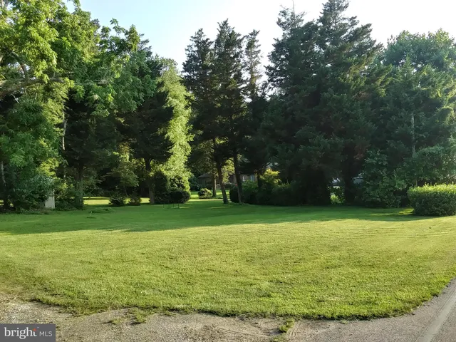 a view of a trees in a yard