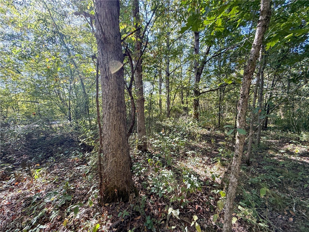 Country Road Jewett, OH 43986 - Photo 4 of 16 View of woods