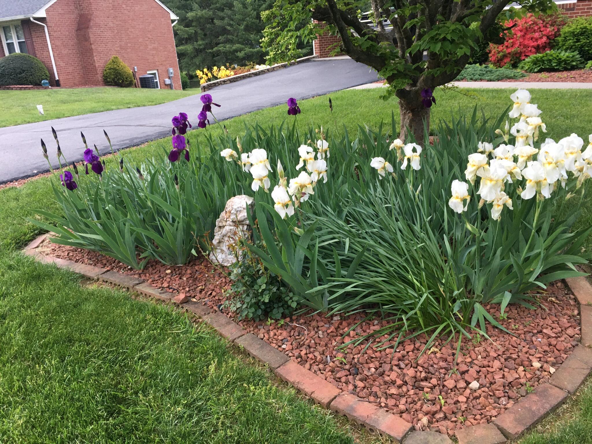 5016 Britaney Road Roanoke, VA 24012 - Photo 26 of 31 Summer Blooms