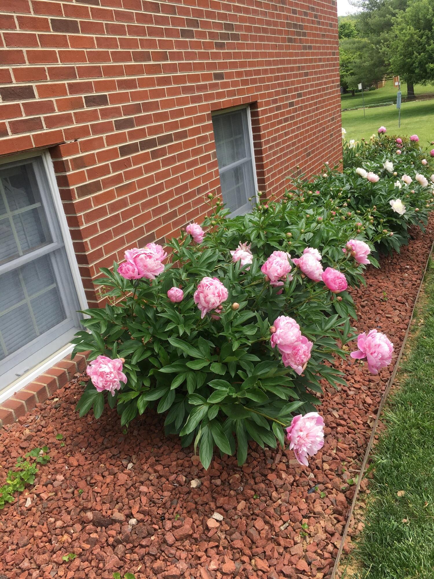 5016 Britaney Road Roanoke, VA 24012 - Photo 27 of 31 Summer Blooms