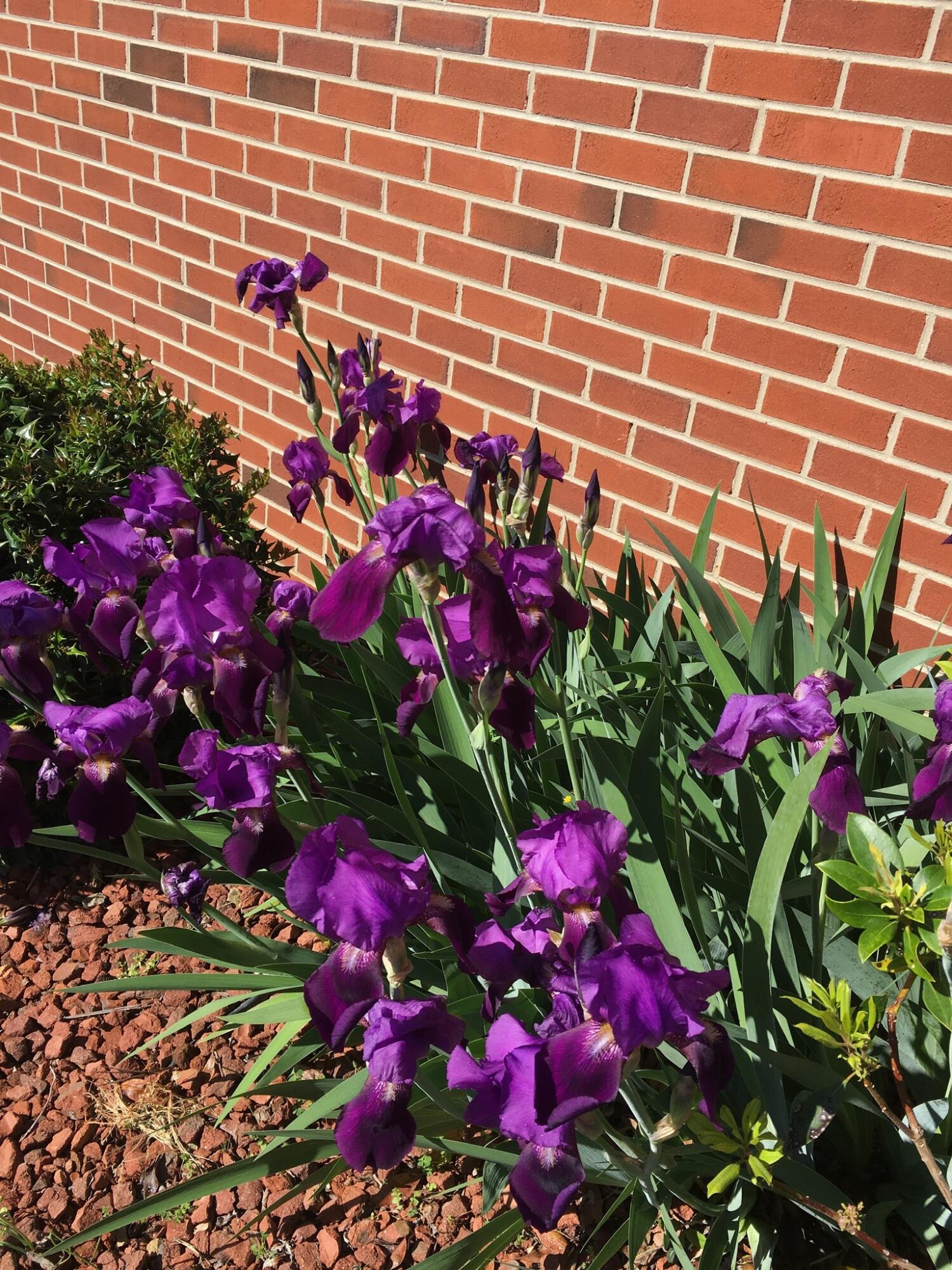 5016 Britaney Road Roanoke, VA 24012 - Photo 29 of 31 Summer Blooms