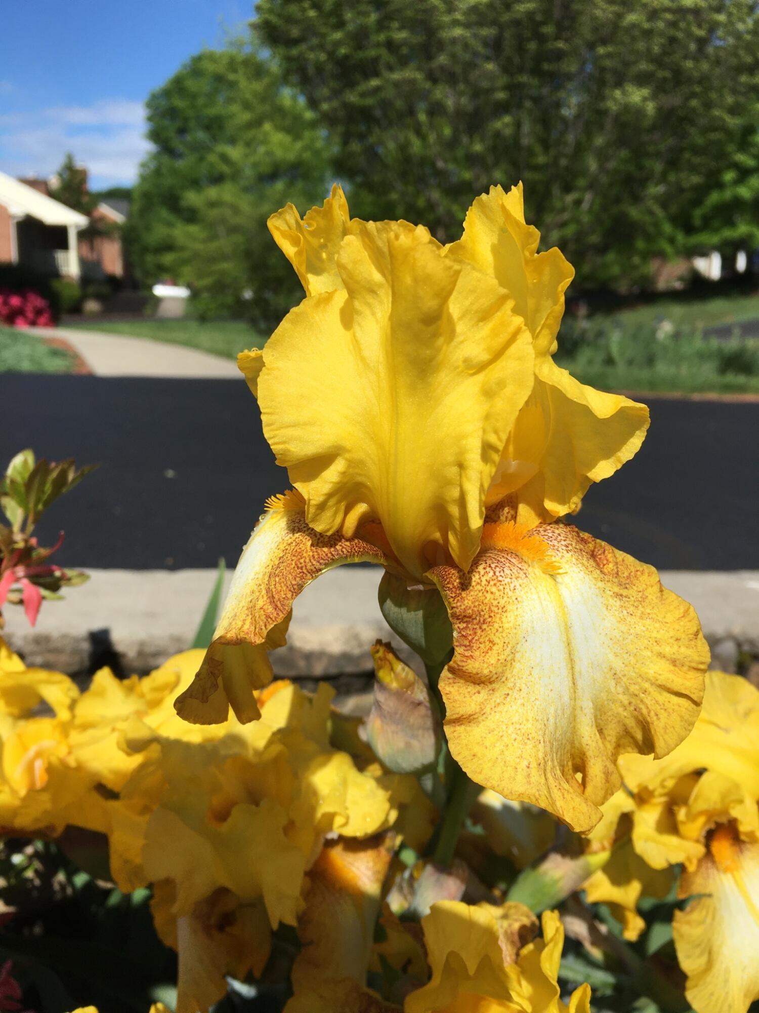 5016 Britaney Road Roanoke, VA 24012 - Photo 30 of 31 summer blooms