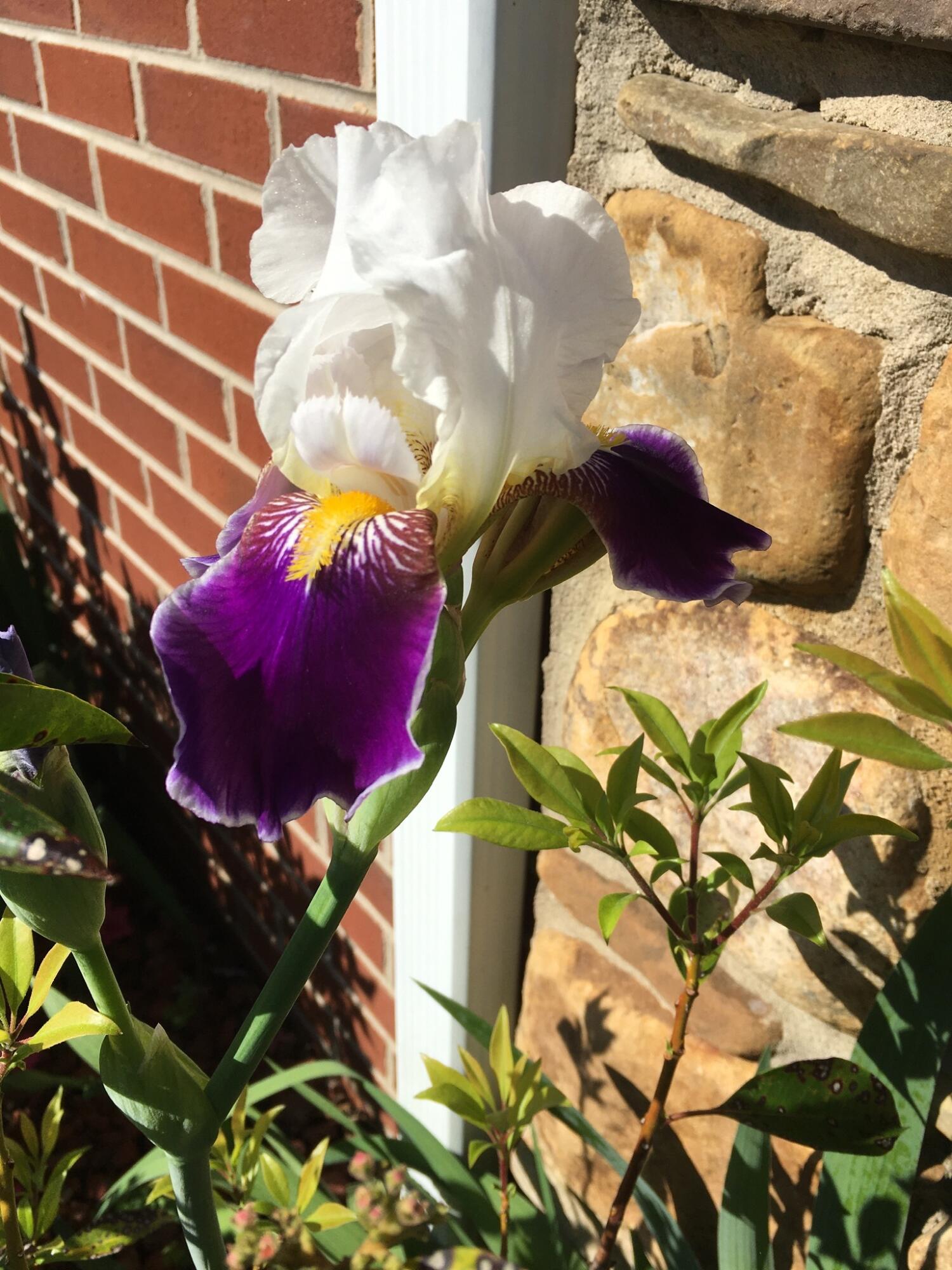 5016 Britaney Road Roanoke, VA 24012 - Photo 31 of 31 summer blooms